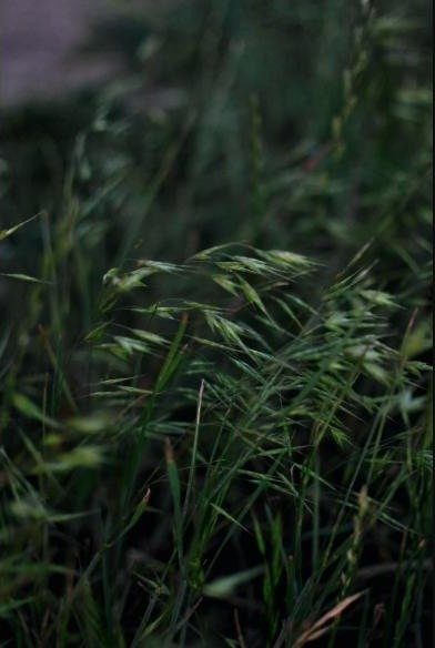 Macro shot of green cheatgrass, evoking calmness and nature's simplicity.