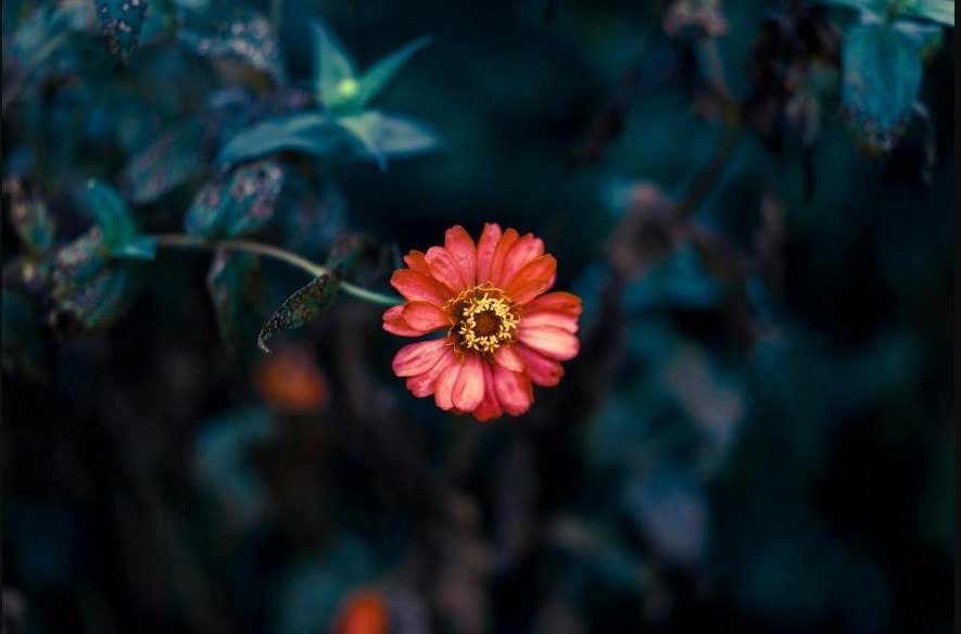 Close-up of a vibrant pink flower in a moody garden setting.